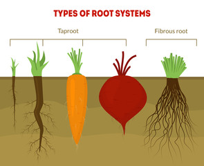 Wall Mural - Cartoon Types Root Systems Card Poster. Vector