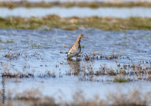 Fotografía A female The ruff (Calidris pugnax) in breeding plumage stands in the water