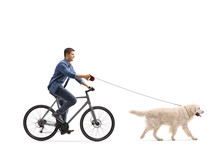 Man Cycling With A Labrador Retriever Dog