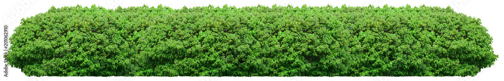 Fresh green bush isolated on white background - obrazy, fototapety, plakaty 