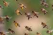 Fliegender Schwarm Bienen mit Pollen und ohne Pollen