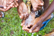 © Adam Ján Figeľ - Ugandan children washing their hands at an outdoor water tap