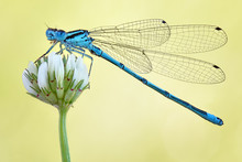 Amazing Closeup Of Polish Azure Damselfly (Coenagrion Puella) Resting On The Flower In The Natural Environment. Natural Sunrise Light Morning Macro
