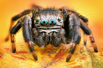 extreme sharp and detailed portrait of polish jumping spider macro