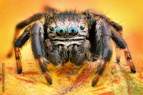 Cuadros en Lienzo Extreme sharp and detailed portrait of polish jumping spider macro