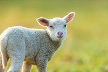 Cute Young Lamb On Pasture, Early Morning In Spring.