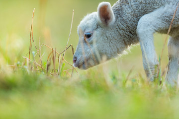 Wall Mural - Cute young lamb on pasture, early morning in spring.