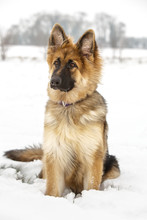 German Shepherd In The Snow