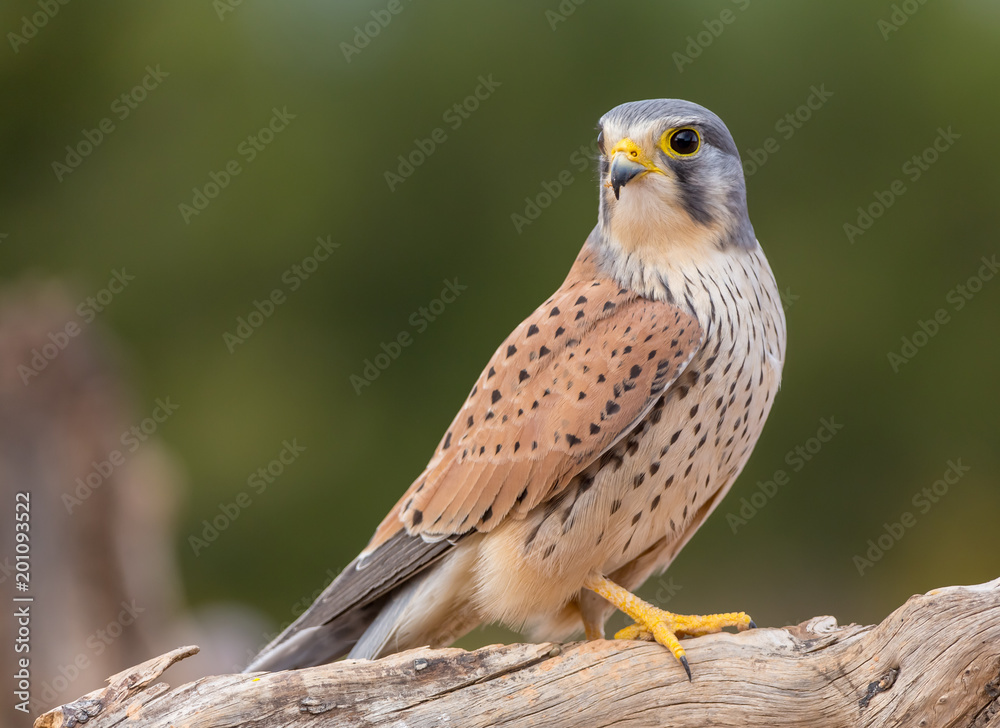 portrait of a common kestrel (Falco tinnunculus) perched on a trunk and green background - obrazy, fototapety, plakaty 