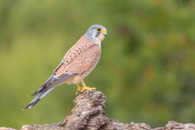 Portrait Of A Common Kestrel (Falco Tinnunculus) Perched On A Trunk And Green Background
