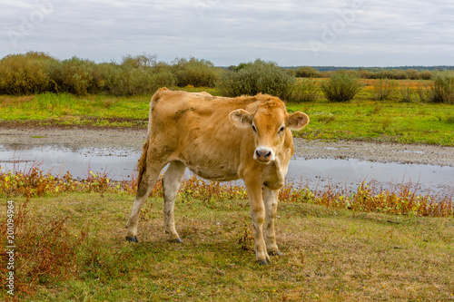 Young cow portrait on the field in Ukraine. Farm grazing. Poster