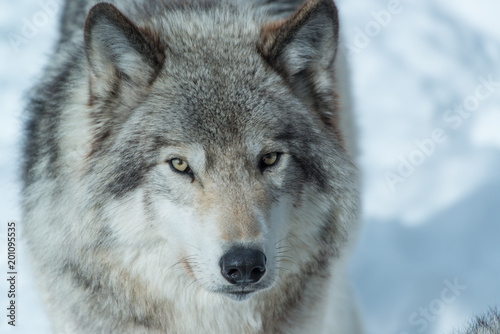 Dekoracja na wymiar  grozny-wilk-w-zimowym-krajobrazie