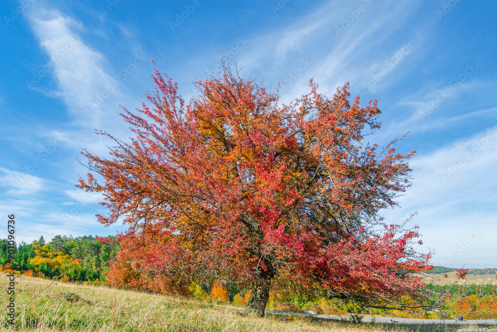 Tree with completely red leaves against an orange and evergreen tree covered mountain side. Beautiful, colorful autumn background. - obrazy, fototapety, plakaty 