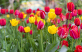 Fototapeta Tulipany - Lot of red and yellow tulips in garden