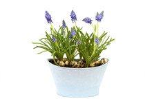 Flowering Common Grape Hyacinths In A Flower Pot