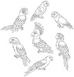 Collection of amusing tropical parrots, black and white vector illustrations in a cartoon style for a coloring book