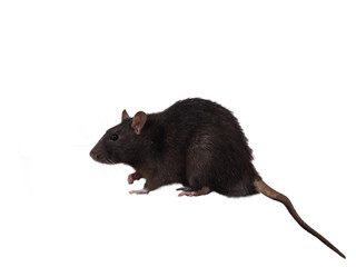 Wall Mural - A big rat with a long tail on a white background