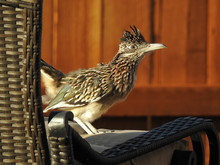 Roadrunner Lounging On A Chair