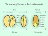 Fototapeta  - Vector education botany banner, structure monocot and dicot plant seeds in a cut sections. Agricultural biology soil and ecolody science illustration.