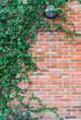 Ivy on a brick wall