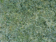 Frost On Grass, Top View, Natural Background, Green Surface. Close-up Of Frozen Grass Blades