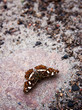 Beautiful butterfly sits on rock that is covered with ashes, sand and chips. Butterfly associated with symbolism of change and transformation. Araschnia levana.
