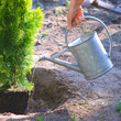 Planting plants step by step / ornamental shrub Thuja Golden Smaragd - watering at the time of planting
