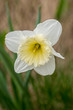 żonkil, kwiat biały z żółtym środkiem