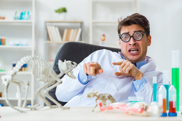 Funny scientist with cat skeleton in lab clinic