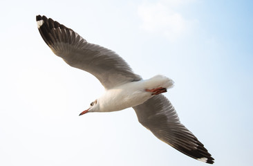 Seagulls are flying at the sea.