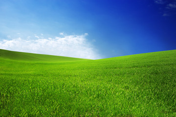 field with green grass and blue sky with clouds on the farm in beautiful summer sunny day. Clean, idyllic, landscape with sun.