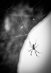 Spider Web