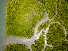 Drone Aerial View Of A Huge, Natural Mangrove Forest In Thailand