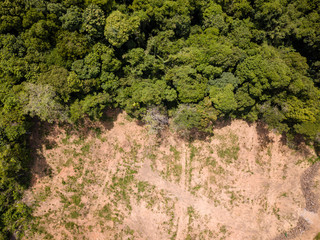 Wall Mural - Aerial drone view of deforestation of a tropical rain forest to make way for palm oil and construction