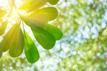 Wall Mural - Sunlight through the wood blurred.