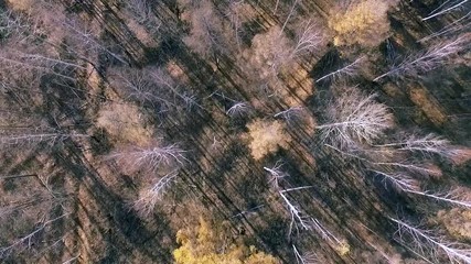 cold forrest aerial