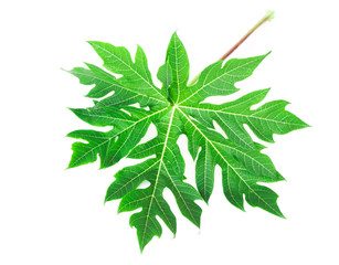 Wall Mural - Closeup fresh papaya green leaf isoleted on white background