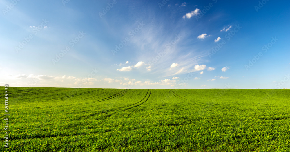 spring landscape panorama,green wheat field - obrazy, fototapety, plakaty 