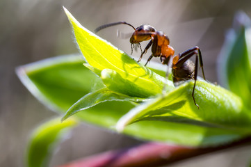 ant close up at graze branch