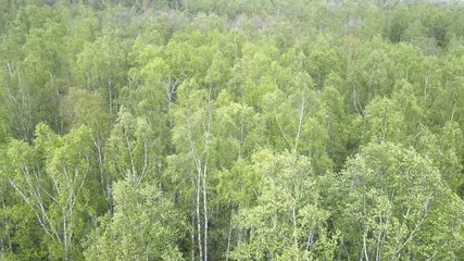 Wall Mural - Aerial view from drone on the birch wood in the summer sunny day