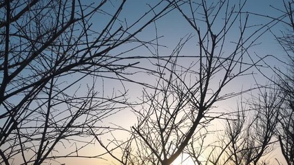 Wall Mural - winter sunset and tree without leaves on a wind.