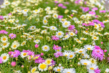 Fototapeta Kwiaty - Top view of colorful small daisy flowers