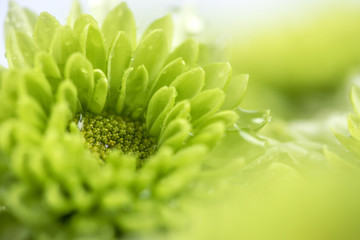 Wall Mural - soft fresh green flower with a rain water drop for love romantic dreamy background , fresh and relax