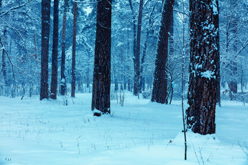 Pine snowy forest in winter. Blue toned