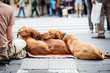© Alejandro Almeida - Tres perros tumbados en la calle.