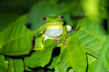 Tropical Green Frog Croaking On Leaf