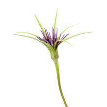 Flora Of Gran Canaria -  Tragopogon