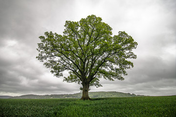 Single tree in field