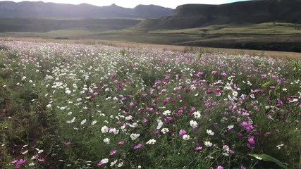 Wall Mural - Cosmos fields Drakensberg south africa