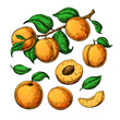 Apricot vector drawing set. Hand drawn fruit, branch and sliced pieces